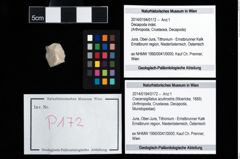 Foto (Objekt + Etikett) von Cracensigillatus acutirostris (Moericke, 1889)  (NHMW-GEO-2014-0194-0172)